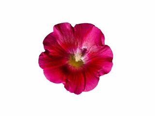 Mallow red flower isolate on a white background © Юлия Евдокимова