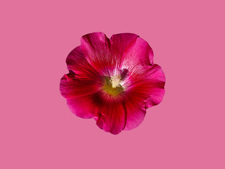 Mallow red flower isolate on a pink background © Юлия Евдокимова