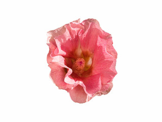 Obraz na płótnie Canvas Mallow pink flower bud isolate on a white background.