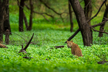Wild female leopard or panther in natural green background in monsoon season safari at jhalana leopard or forest reserve jaipur rajasthan india - panthera pardus