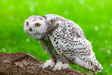Snowy owl (Bubo scandiacus)