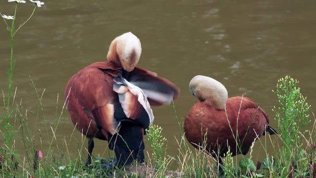 Two Decorative red duck Ogar, on the green grass near the water