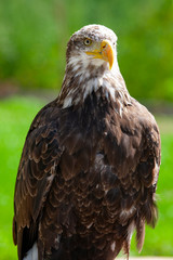 Bald eagle (lat. haliaeetus leucocephalus)