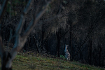 Eastern Grey Kangaroo and joey among burnt trees © Jon Steinbeck