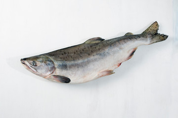 Whole pink salmon fish on white wood background