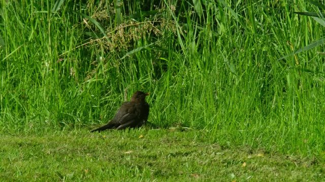 Blackbird,Turdus merula, sitting on green lawn