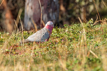 Galah female on the ground feeding