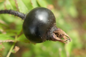 Rosehip plant. Rosehip black berry close-up on  blurred vegetable background. Useful berries and plants.