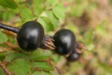Rosehip plant. Rosehip black berry close-up on green blurred vegetable background. Useful berries...