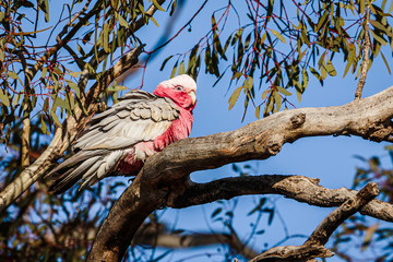 Galah male on a branch