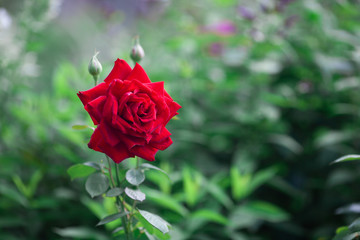 Big red rose growing in the garden. Beautiful blooming rose on the bush. Copy space, blurred background. Greeting card. Closeup. Selective focus.