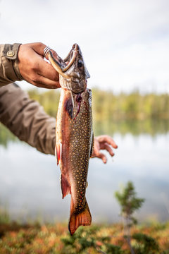 An Arctic Char being held up by a hand at a remote mountain lake in northern Sweden.