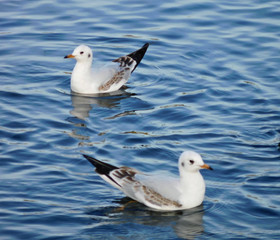 two white gulls swim in the blue water of the sea, close-up