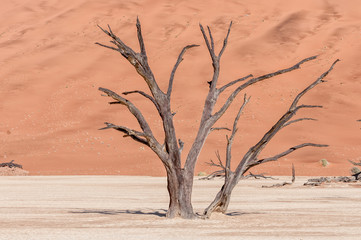 Dead tree stumps, with sand dune backdrop, at Deadvlei