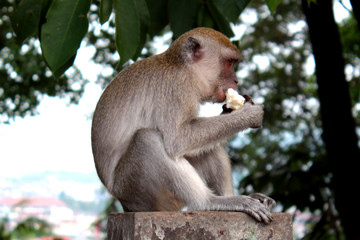 monkeys live wild in Indonesia's tropical forests