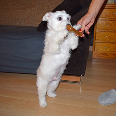 Perro, el mejor amigo del hombre y fiel compa&ntilde;ero
