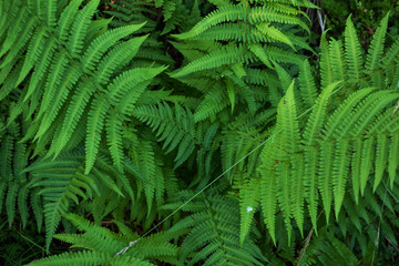 Fototapeta na wymiar Natural green background of growing fern leaves.