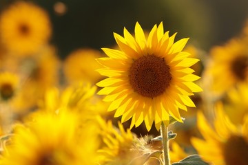 Obraz premium Sunflower - Helianthus annuus in the field at dusk