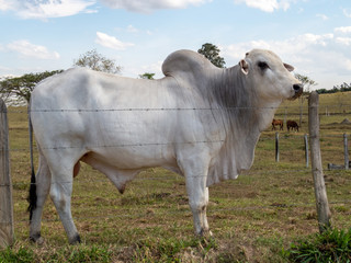 Nellore ox in the fenced pasture