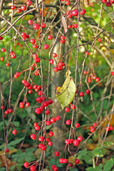 Rote Früchte im Herbst