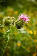 oset, Carduus ,łąka © Marcin Łazarczyk