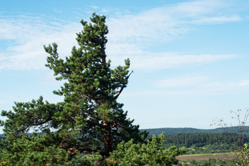 Summer Sunny forest landscape, green pine trees.