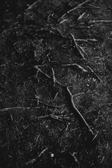 Natural backgrounds,magic forest and trees, roots and branches