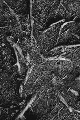 Natural backgrounds,magic forest and trees, roots and branches