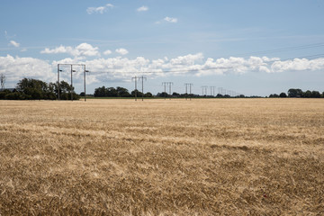 fields with crops 