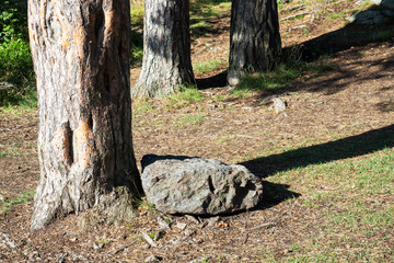 Pine tree trunks and large natural stones in the forest on a Sunny summer day.