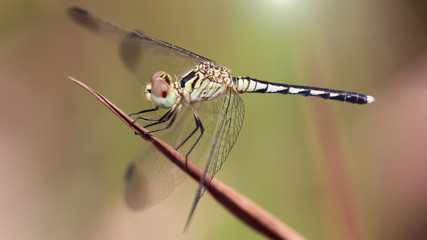blue dragonfly with wings wide open on a branch, macrophotography of this gracious and fragile predator about to fly away, nature scene in a pond in the tropical jungle of Thailand