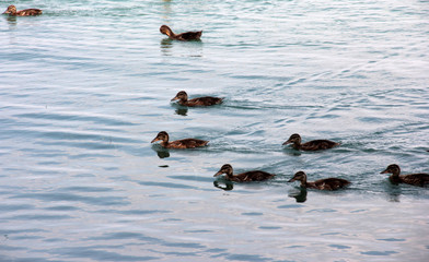 cute ducks swimming in the lake