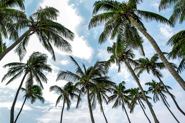 Obraz na płótnie Canvas tall palm trees in the beach