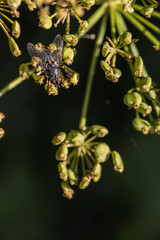 Fly with red mark on his back