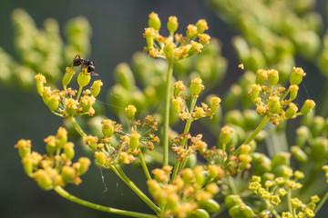 working hard like an ant