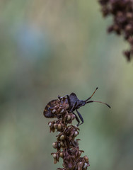 Brown Pentatomidae bagge