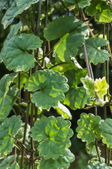Green background texture of growing leaves in sunlight.