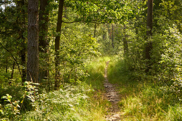 leśna letnia ścieżka