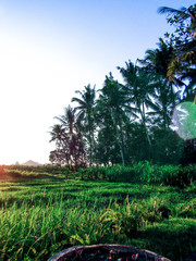 Obraz premium sunset in field with palmtrees