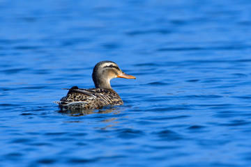 Weibliche Stockente in der Oberlausitz