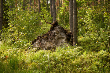 przewrócone drzewie ,drzewo ,las  © Marcin Łazarczyk