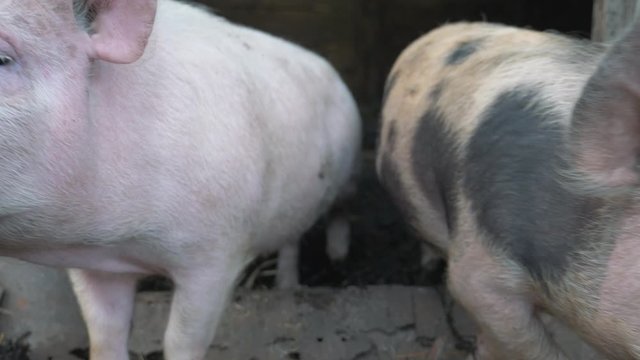 Funny, curious domestic pigs run around in the barnyard, digging manure with their nose, looking for food. Family business, agricultural farm.