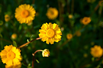 Some yellow daisies in the meadow during the spring.