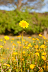 A yellow daisy in the meadow during the spring.