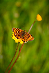A pretty butterfly perched on a yellow daisy in the spring.
