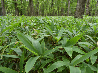 クマザサの生い茂る森