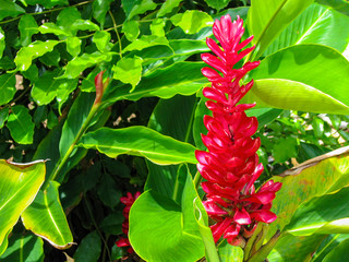 Red ginger, Caribbean flowers