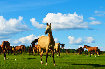 herd of horses