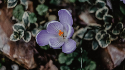 first crocus spring purple flower in the garden on spring day