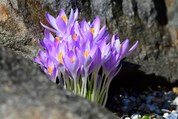 Fototapeten Lila   Krokusse in der Morgensonne    © Karin Jähne